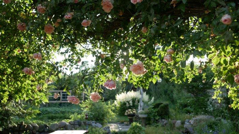 Backyard Space Reorganization for Family Use