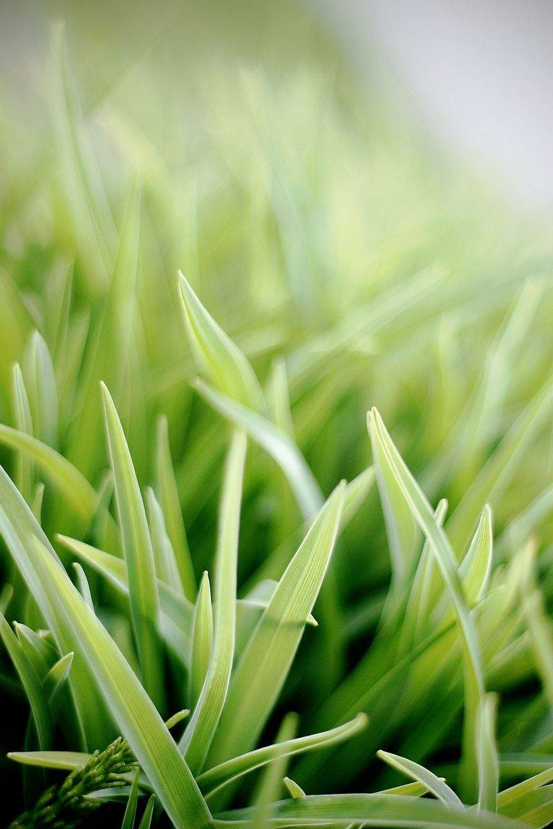 Lawn and garden maintenance