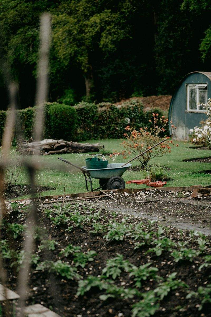 Mulching and soil improvement
